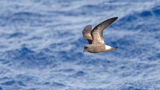 Bandrumped StormPetrel [upl. by Chancelor]