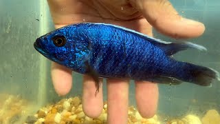 Sciaenochromis fryeri the Electric Blue Peacock [upl. by Ahsiya156]