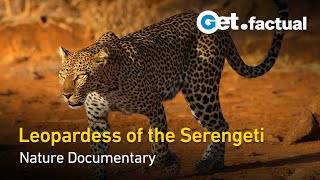 The Leopardess Sudden Death  Full Wildlife Documentary [upl. by Shulem]