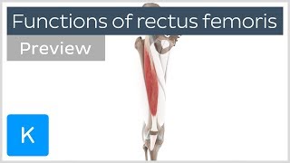 Functions of the rectus femoris muscles preview  Human 3D Anatomy  Kenhub [upl. by Roger]