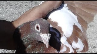 Common Racing Pigeon Bloodlines and Strains [upl. by Sari]