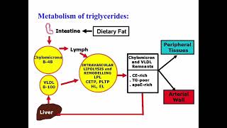 شرح مختبر triglycerides لمادة الـ clinical chemistry المرحلة الخامسة الكورس الاول [upl. by Nylsoj]