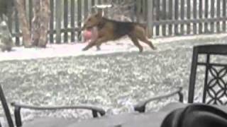 funny hilarious silly dog Max airedale loves playing in the snow [upl. by Gilba326]