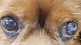 Nystagmus in a dog caused by idiopathic vestibular disease （犬の突発性前庭疾患における眼球振盪 [upl. by Petua]