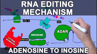 Mechanism of RNA Editing  Site Specific Deamination [upl. by Annabell697]