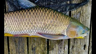 New PB carp MASSIVE fish on the FLY ROD Second biggest fish of my life check out my Muskie video [upl. by Neggem]