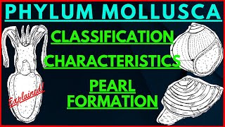 All about Mollusks  Phylum Mollusca Classification Characteristics  Pearl Formation Oyster Mussels [upl. by Siclari]