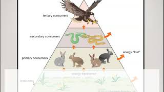 Producers Consumers Decomposers [upl. by Hilly]