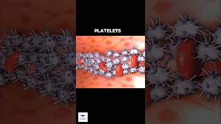 Platelets  Blood Clotting [upl. by Seema302]