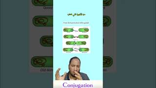 Conjugation Gene transfer in bacteria الاقتران كوسيلة لنقل الجينات في البكتريا bacterialgenetics [upl. by Masuh]