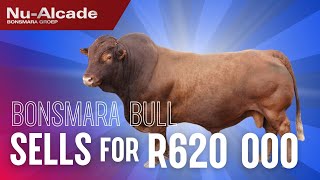 Thinus Maritz Boerdery sells top Bonsmara bull for R620 000 [upl. by Trebeh222]