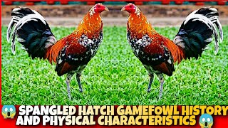 The Spangled hatch History and physical characteristics [upl. by Aelber]