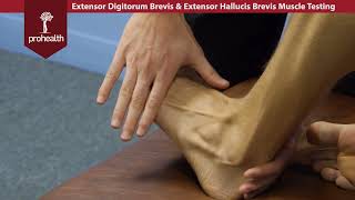 Extensor Digitorum amp Hallucis Brevis Muscle Test Palp Dr Vizniak Muscle Manual [upl. by Siwel60]