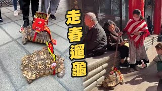 超吸睛🤩遊客聖母廟「遛龜」走春🐢｜寵物動物｜蘇卡達陸龜｜台南 [upl. by Stephie]