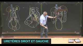 Anatomie des uretères droit et gauche Abdomen 12 [upl. by Imhsar395]