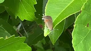 Calcycopis cecrops  mariposa de bandas rojas  redbanded hairstreak [upl. by Bonaparte]