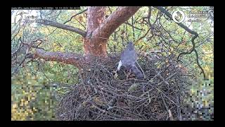 Goshawks RigaBKUS 🤗 Ein Stapelkünstler [upl. by Maurene138]