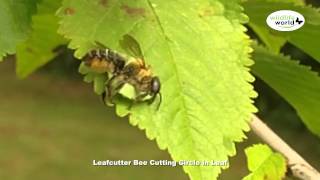 Wildlife World  Leafcutter bee [upl. by Tallie595]