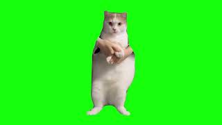 Cat Dancing to EDM  Green Screen [upl. by Janith385]