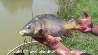 Pêche de A à Z  Carpodrome à langlaise avec Gérard Trinquier  Reportage [upl. by Evanne449]