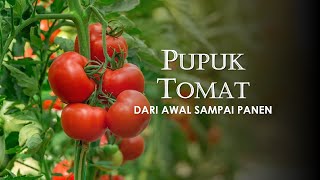 PUPUK TOMAT AGAR BERBUAH LEBAT DAN BERBUAH BESAR [upl. by Reyaht]