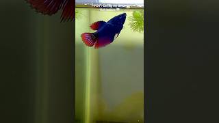 Babies grown 😍 Betta fish breeding shorts bettafish breeding [upl. by Arimas252]