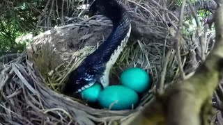 Brave Birds vs Snake Epic Nest Defense🐍🦜 [upl. by Noam]