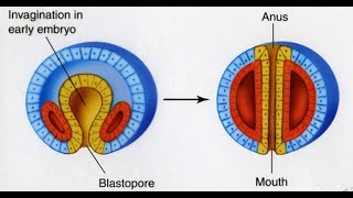 Types of Eucoelom or coelom Schizocoelous vs enterocoelous [upl. by Aitnyc941]