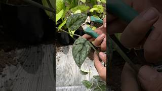 amazing plants how to propagate pothos plant [upl. by Mehalek146]