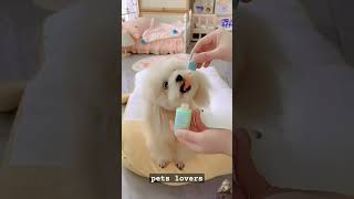 poodle dog Viralshorts viralvideo handsomepet cuteanimal usa cutepuppy petslovers [upl. by Leonanie]