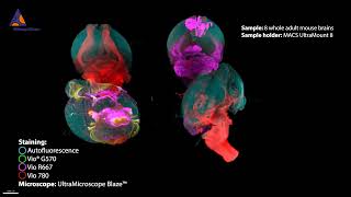 Eight adult mouse brains imaged with UltraMicroscope Blaze™ and MACS® UltraMount 8 Sample Holder [upl. by Jillana709]