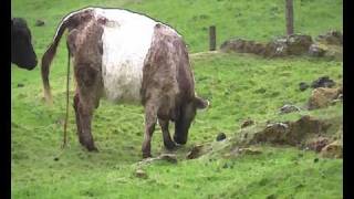 Belted Galloway cow calving [upl. by Wunder]