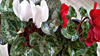 Cyclamen Plant How To Grow nd Care Tips Cyclamen Plant Beautiful Winter Flowering PlantCyclamen [upl. by Noe]