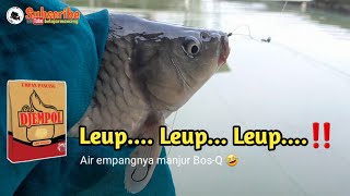 Umpan Ikan Mas Djempol Amis Ngetrik nya nagih BosQ  Langsung Test [upl. by Knowles999]