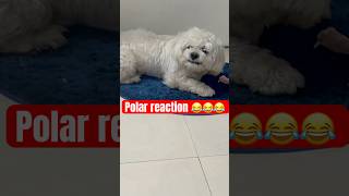 Polar reaction while having chicken 😂😃🤣 polarandfamily comedy funny doglovercutedogs shorts [upl. by Eradis589]