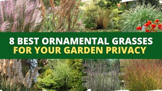 8 Best Ornamental Grasses for Your Garden Privacy [upl. by Lathe148]