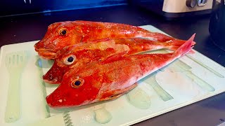 Beautiful Red Gurnard  Catch Clean Cook  How Many Fish Species of Fish [upl. by Burman]