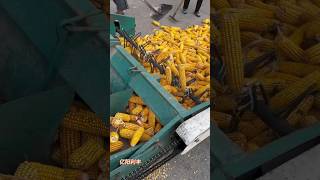 Corn threshing harvester  shorts youtubeshorts technology combineharvester [upl. by Yarehs]