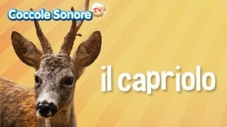 Il capriolo  Documentari per bambini di Coccole Sonore [upl. by Mima]