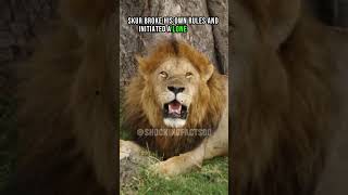 the worlds most famous lion facts shorts lion [upl. by Neersan395]