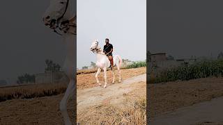 Youtuber बनने का सपना था। shorts horse sandhufarm shortsfeed ytshorts ytstudio automobile [upl. by Nodnelg129]