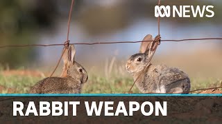 Researchers work to weaponise rogue virus in fight against rabbits  ABC News [upl. by Artenak392]