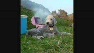 BEDLINGTON TERRIER MOVIE [upl. by Aem]