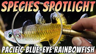 Pacific Blue Eye Rainbowfish Pseudomugil signifer Freshwater Aquarium Fish Profile amp Care Guide [upl. by Aillemac476]