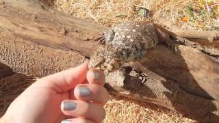 Uromastyx Yemenensis Feeding amp Handling [upl. by Atsirt]