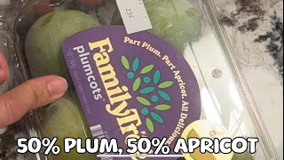 Plumcot at Target [upl. by Turk]