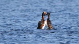 Slavonian Grebes Avielochan 31st May 2017 [upl. by Adis330]