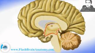 Brain Anatomy  Diencephalon With Thalamus Hypothalamus [upl. by Anaiq]