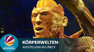 „Zyklus des Lebens“ KörperweltenAusstellung in Lübeck gestartet [upl. by Minnnie]