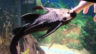 Friendly Sailfin Pleco [upl. by Arola]